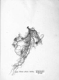 Usnea plicata image